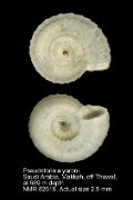 Pseudotorinia yaroni